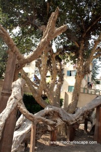 Abegail Rempillo-Aparece