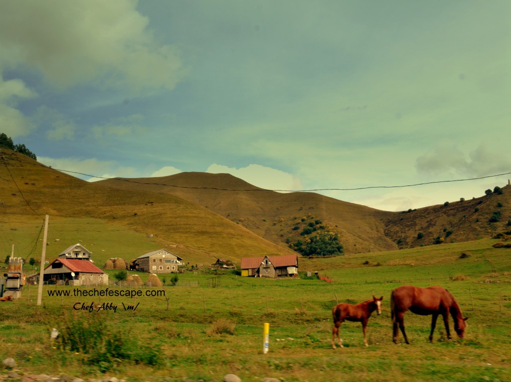 Chef Abby_great caucasus mountain / kazbegi