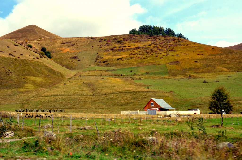 Chef Abby_great caucasus mountain / kazbegi