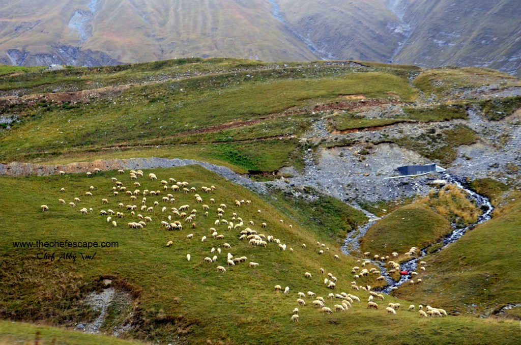 Chef Abby_great caucasus mountain / kazbegi